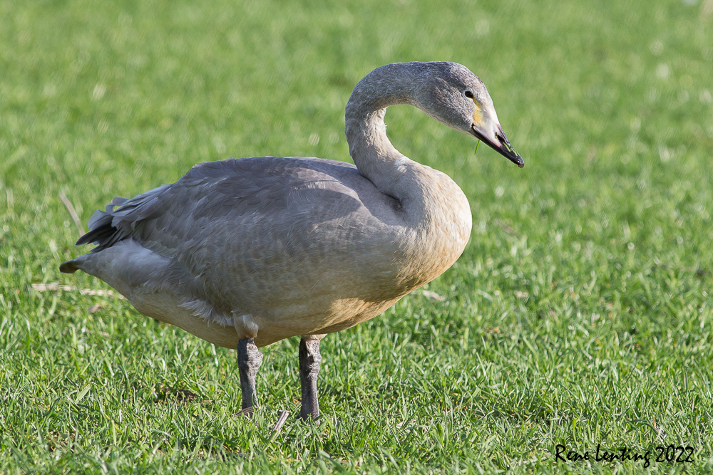 Wilde Zwaan