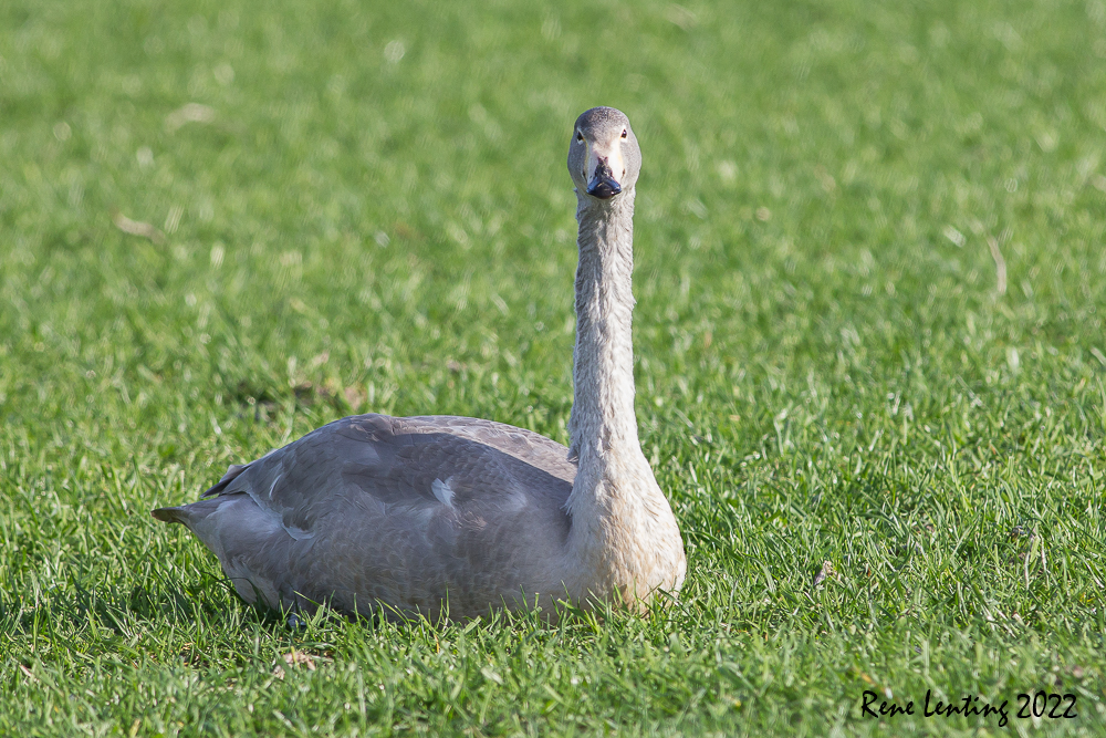 Wilde Zwaan
