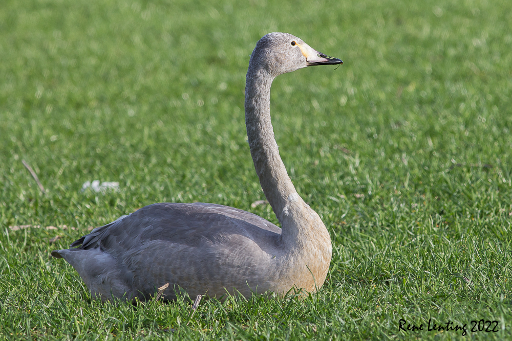 Wilde Zwaan