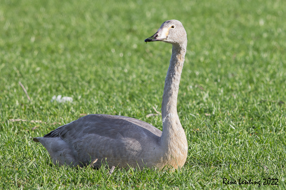 Wilde Zwaan