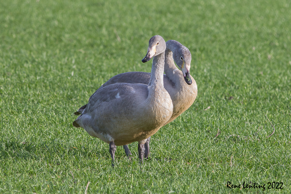 Wilde Zwaan