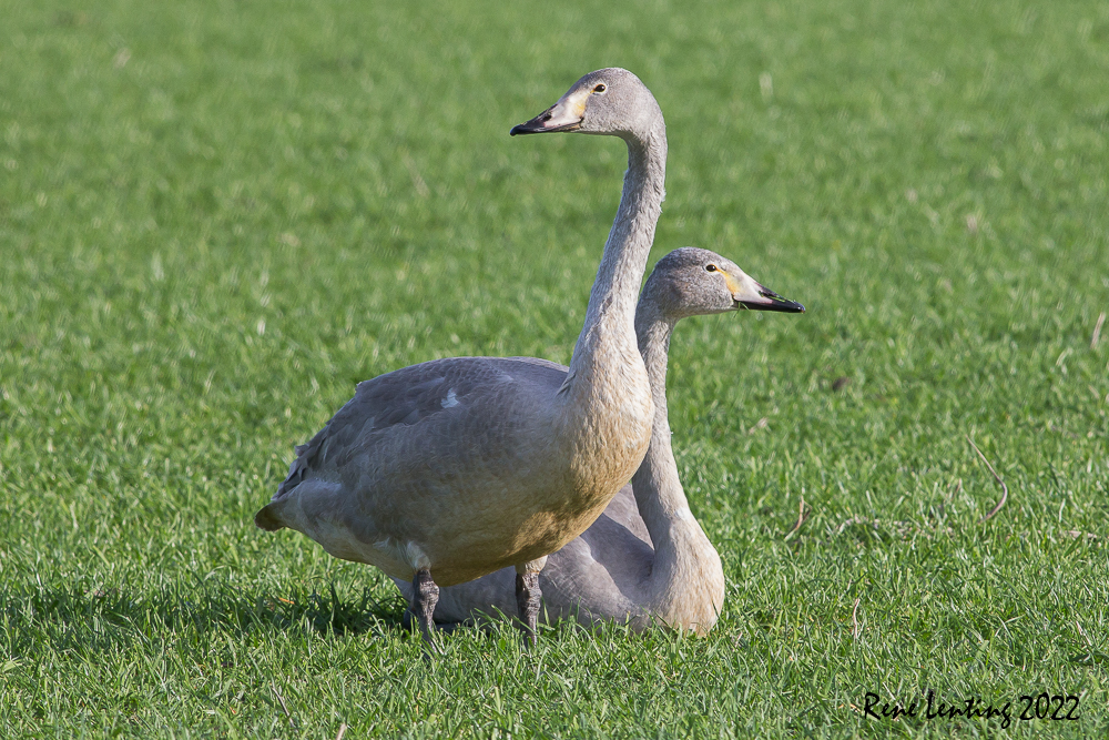 Wilde Zwaan