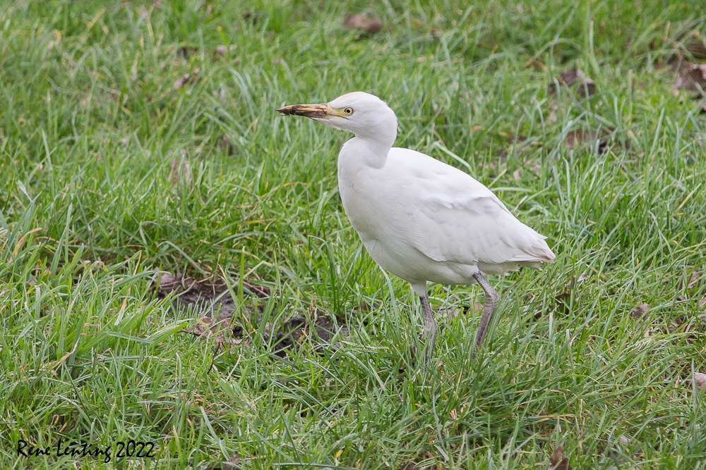 Koereiger