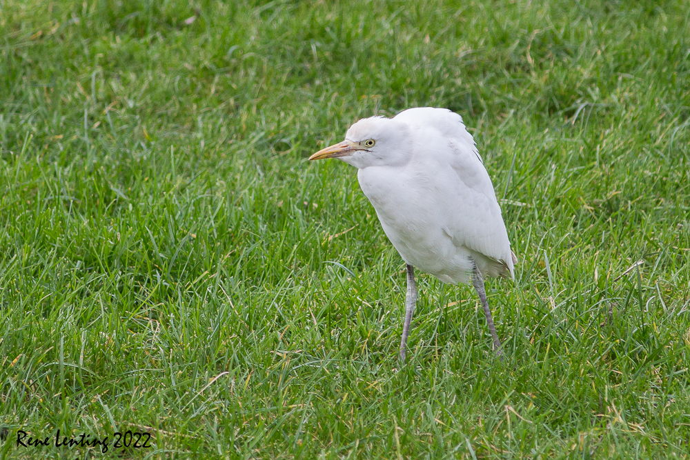 Koereiger