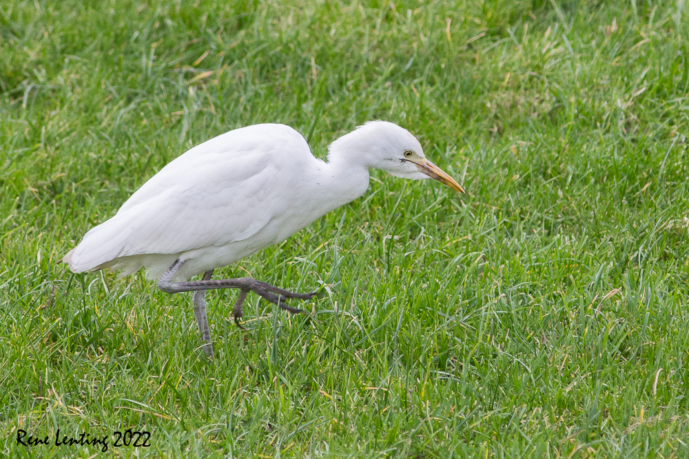 Koereiger