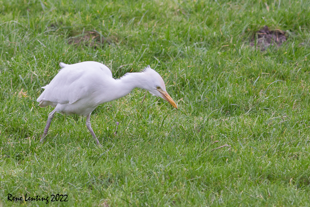 Koereiger