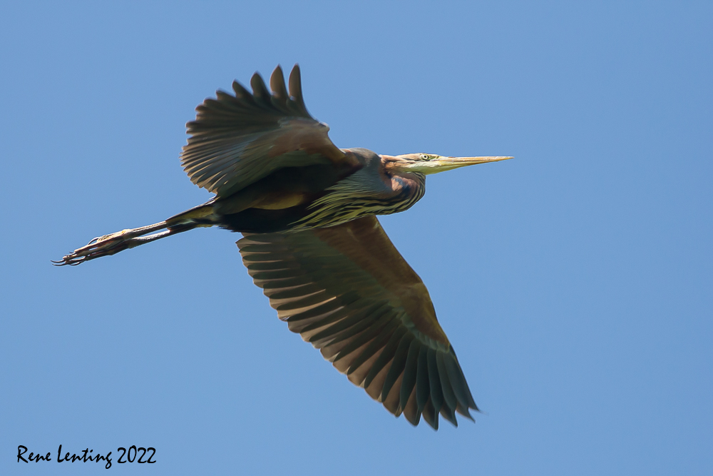 Purperreiger