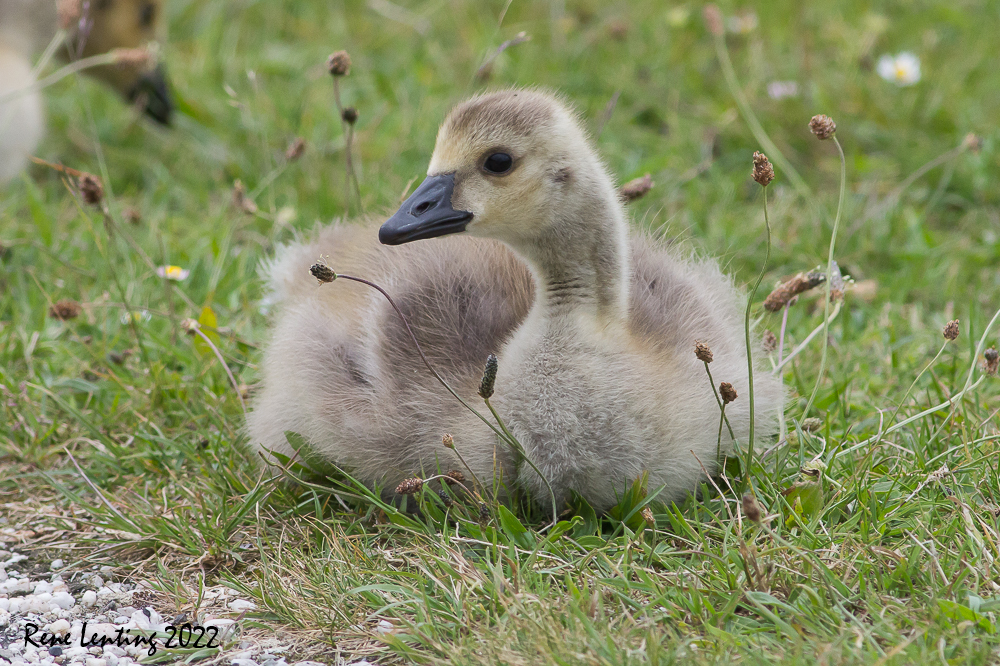 Grote Canadese Gans