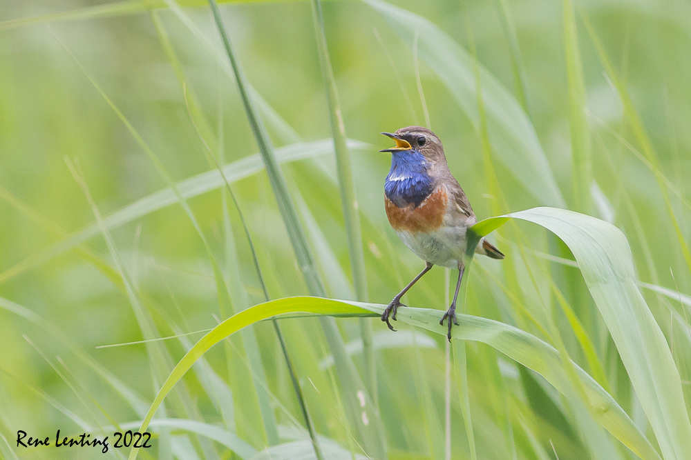 Blauwborst
