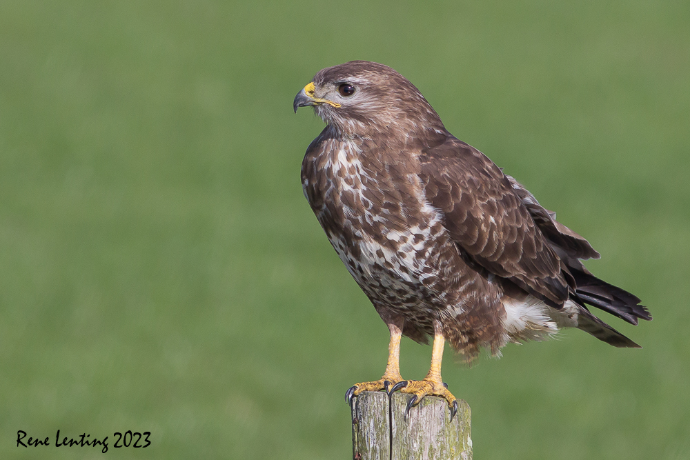 Buizerd