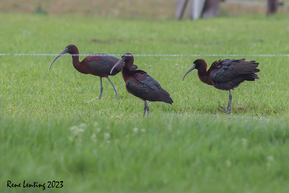 Zwarte Ibis