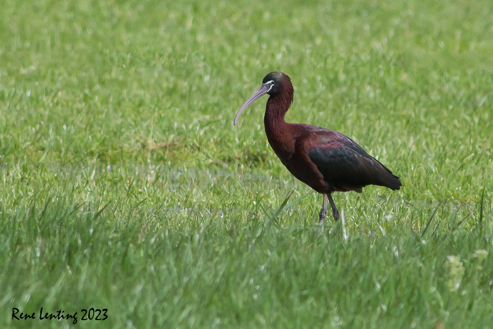 Zwarte Ibis