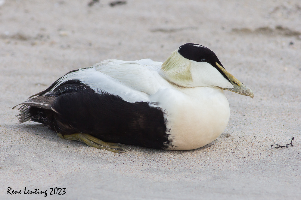 Eider