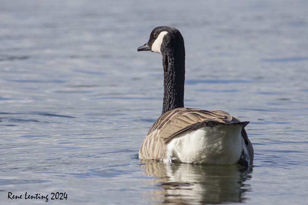 Grote Canadese Gans