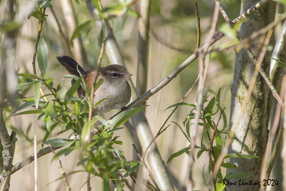 Cetti's Zanger