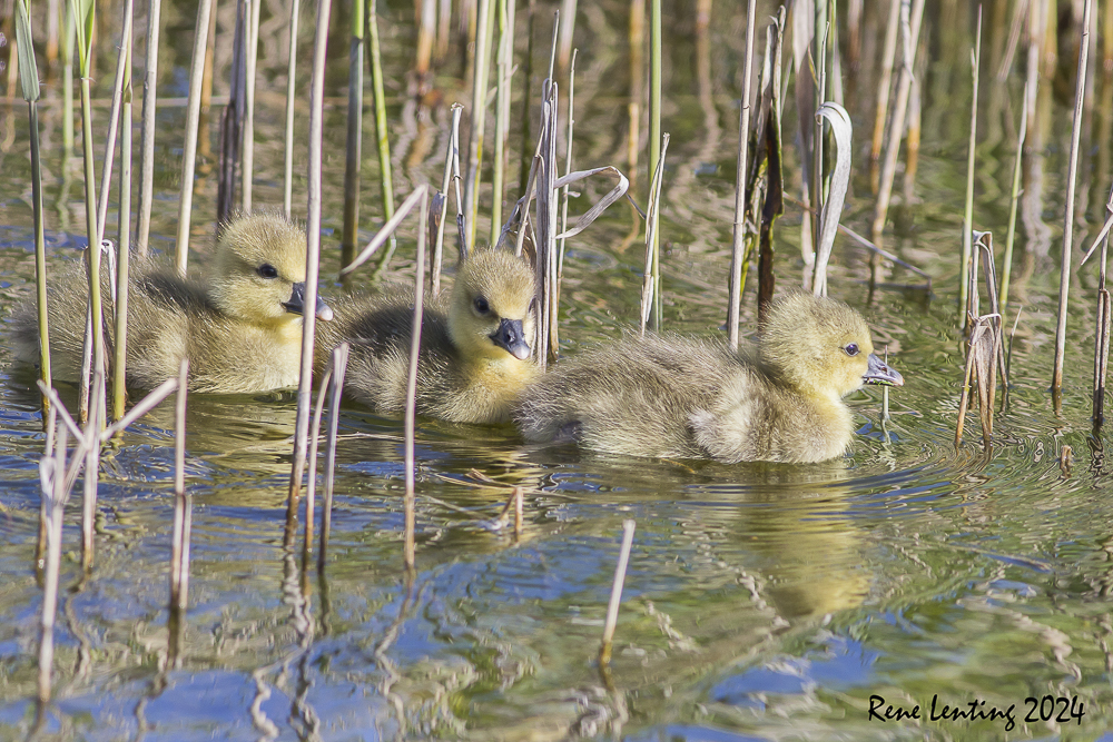 Grauwe Gans