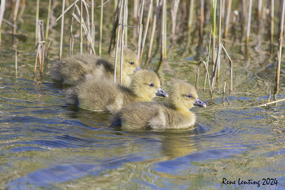 Grauwe Gans
