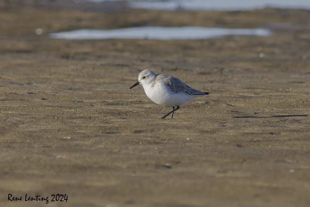 Drieteenstrandloper