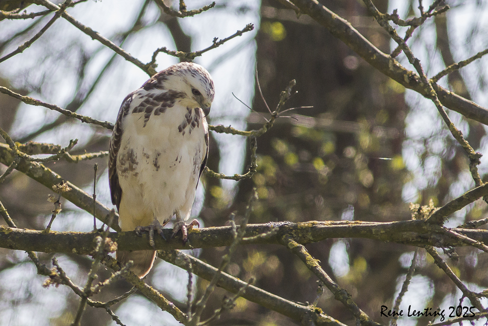 Buizerd
