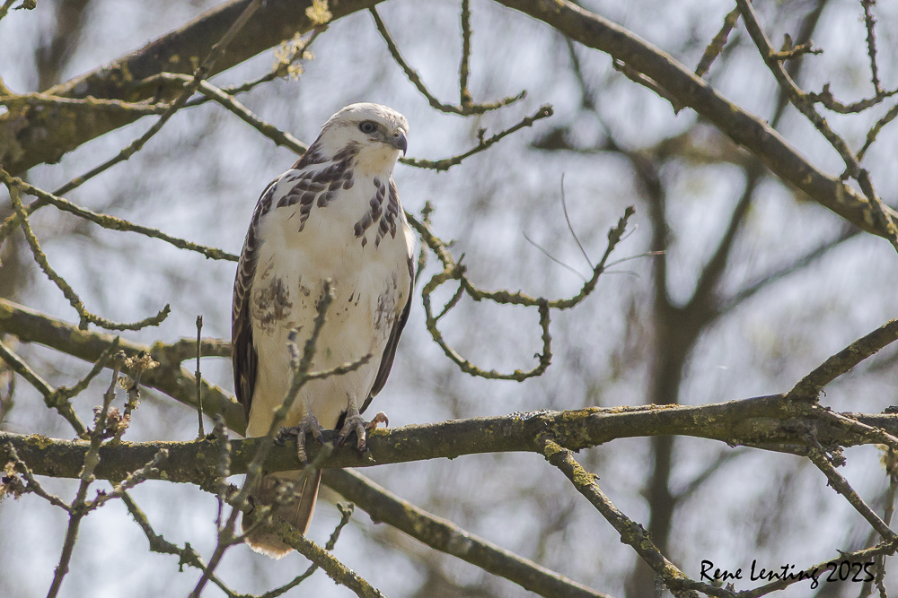 Buizerd