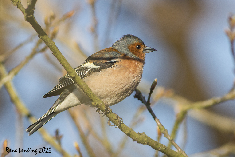 Vink