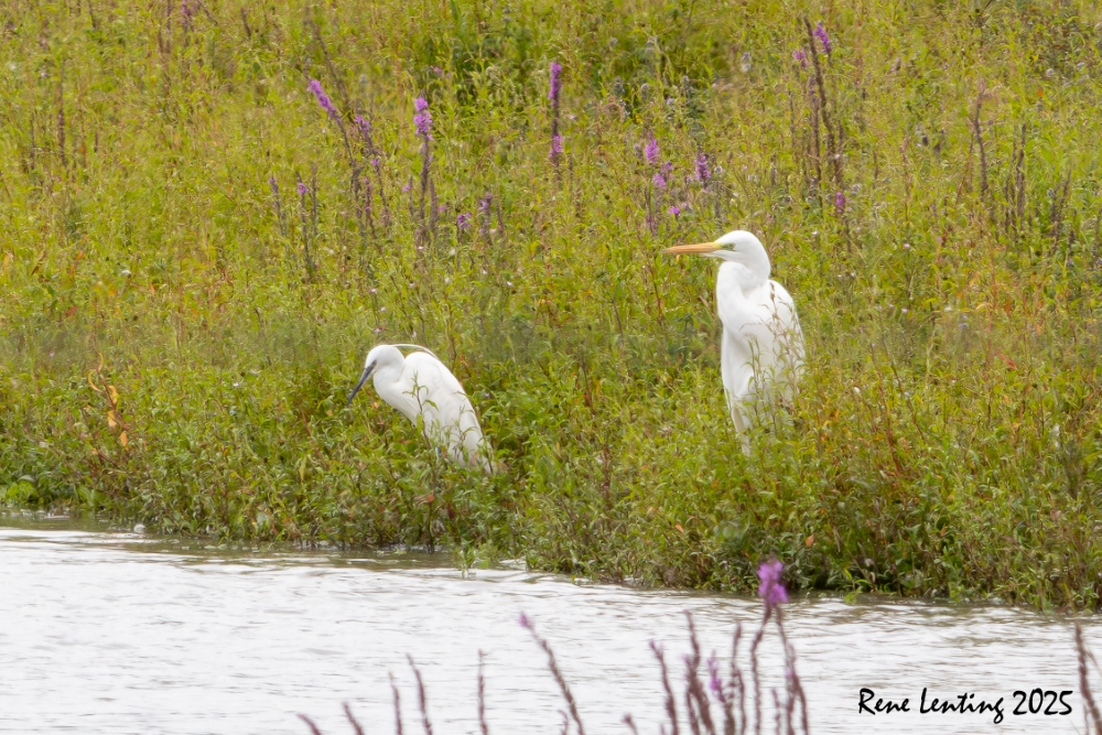 Grote Zilverreiger