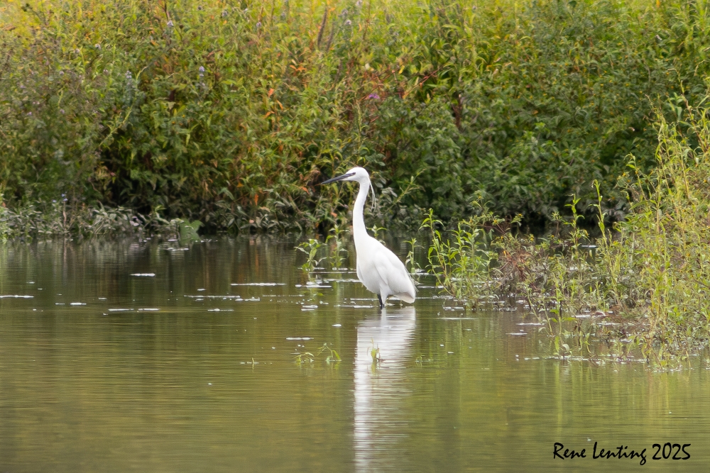 Kleine Zilverreiger