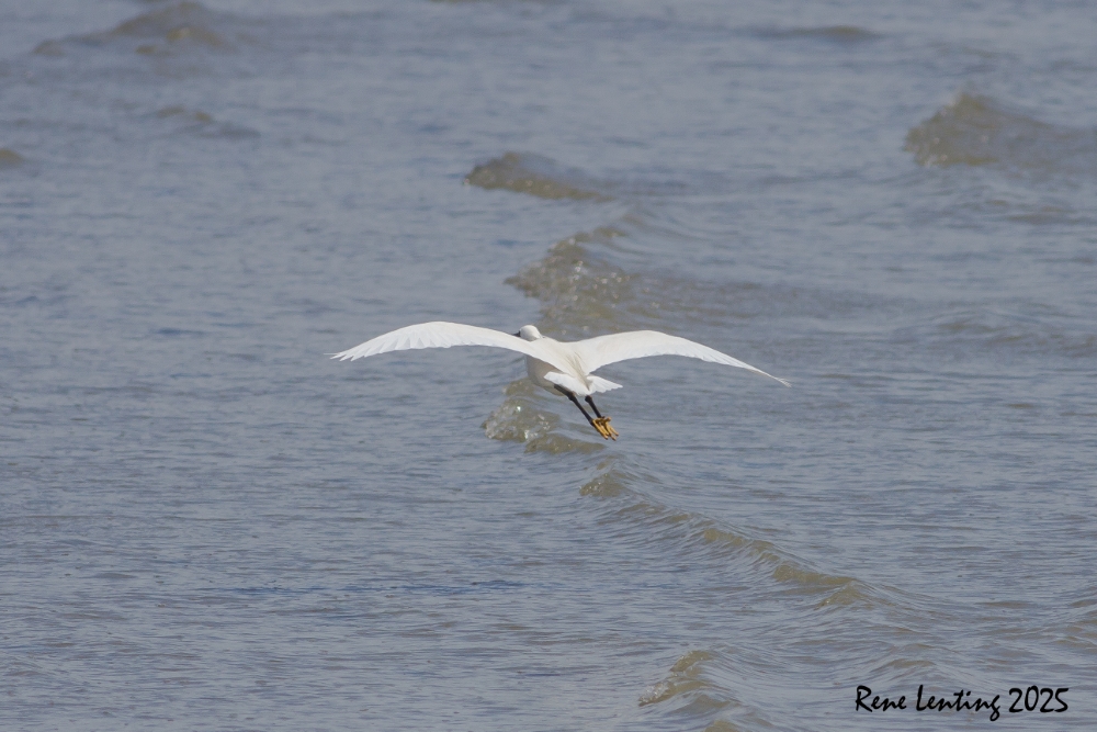 Kleine Zilverreiger