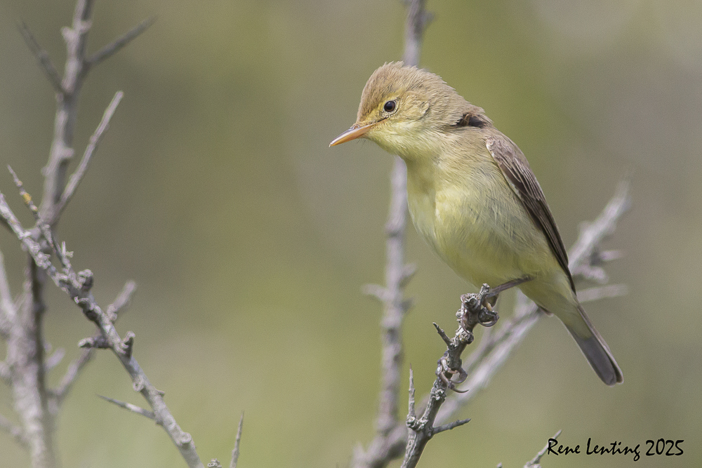 Orpheusspotvogel