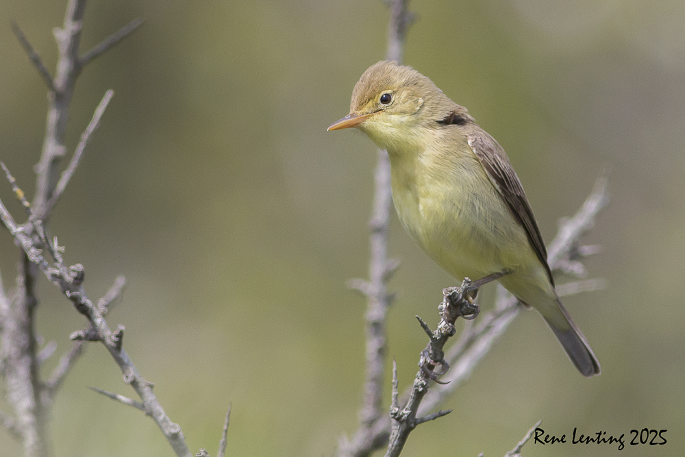Orpheusspotvogel