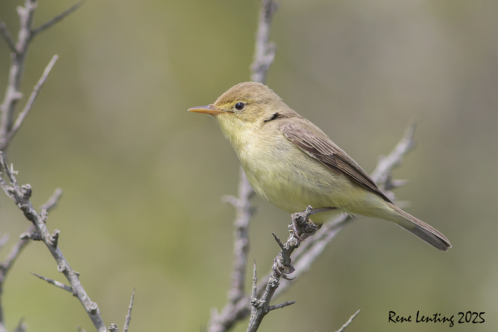 Orpheusspotvogel