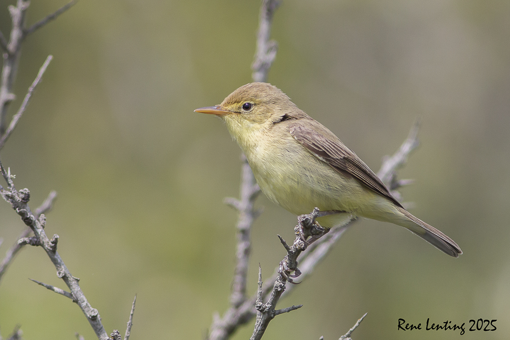 Orpheusspotvogel