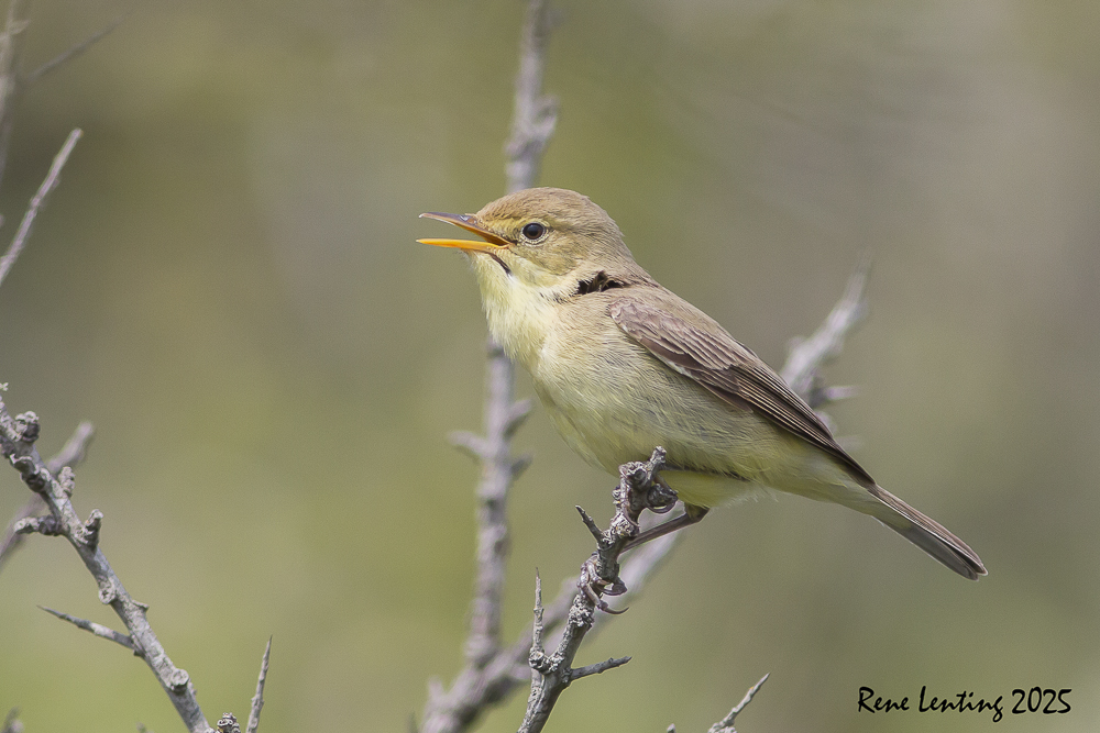 Orpheusspotvogel