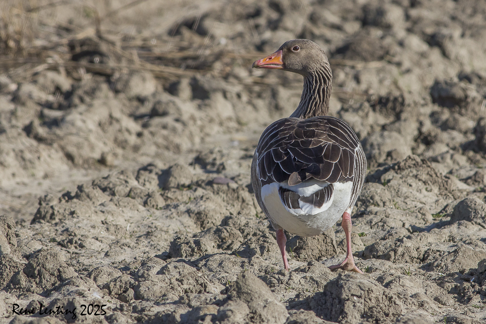 Grauwe Gans