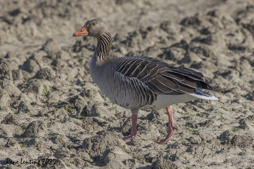 Grauwe Gans