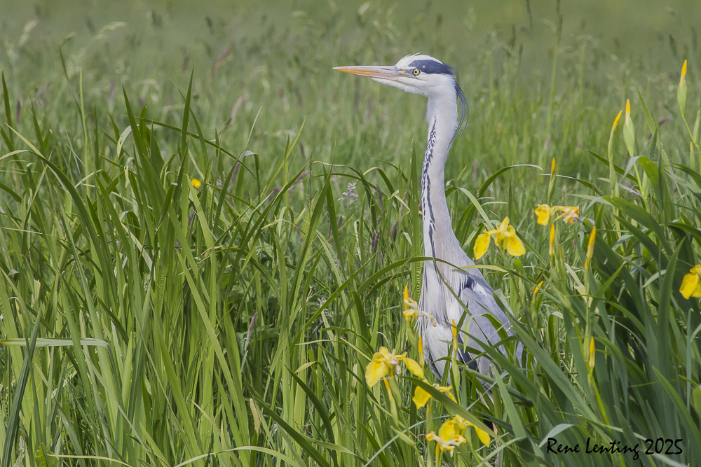 Blauwe Reiger