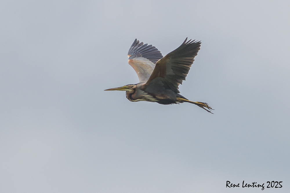 Purperreiger
