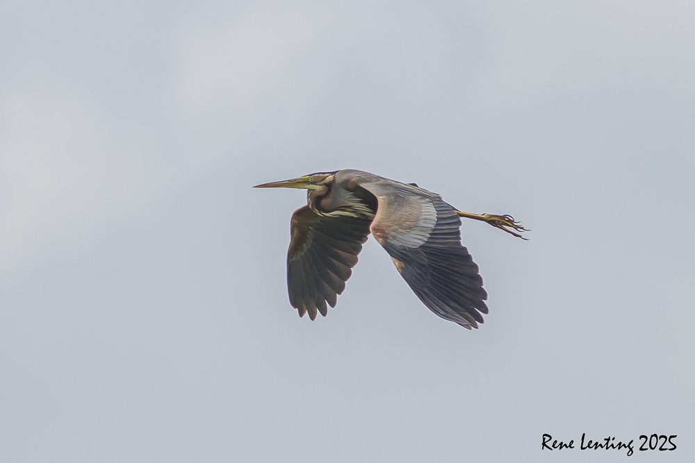 Purperreiger