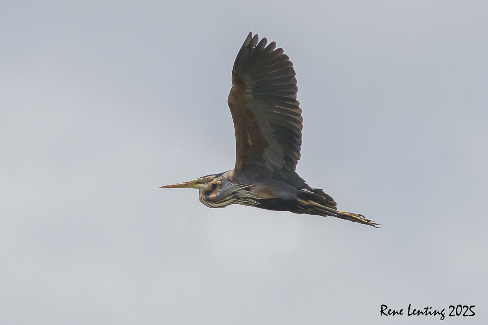 Purperreiger