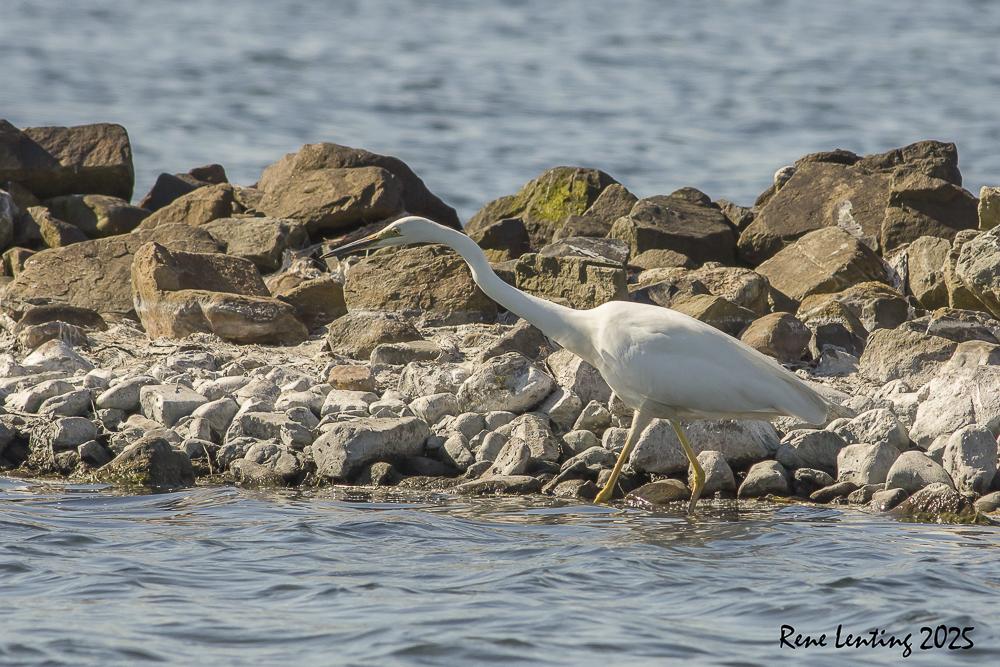 Grote Zilverreiger