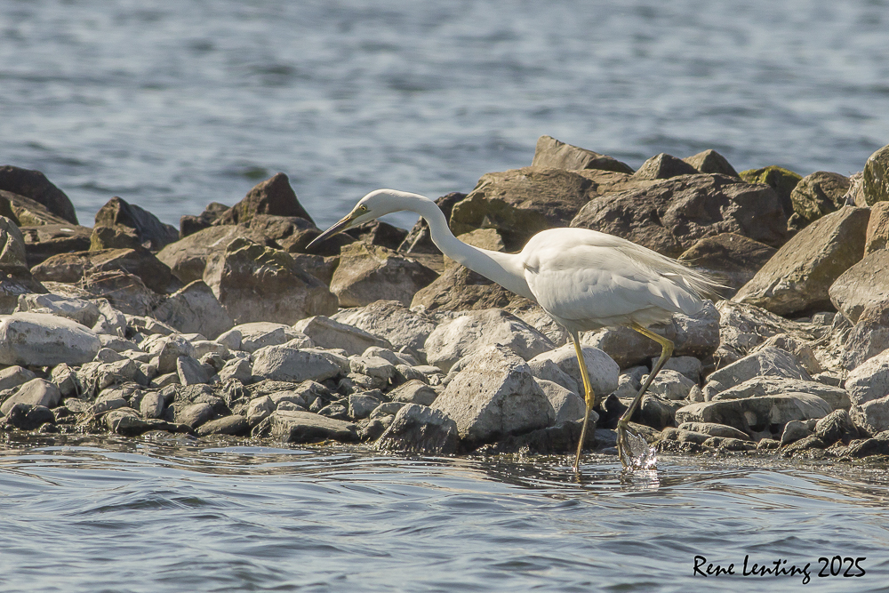 Grote Zilverreiger