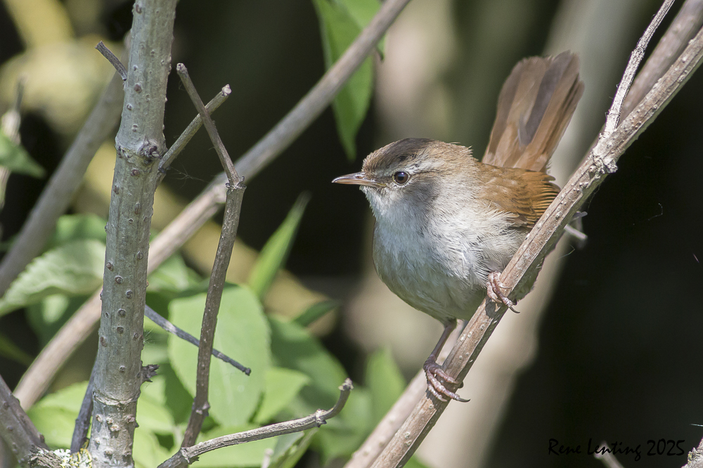 Cetti's Zanger