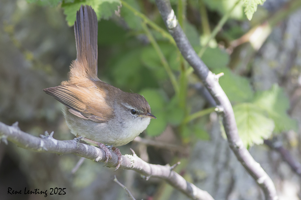 Cetti's Zanger