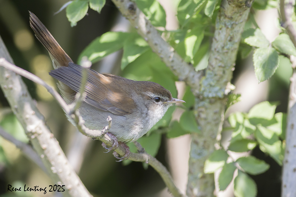 Cetti's Zanger