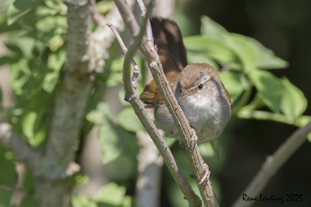 Cetti's Zanger
