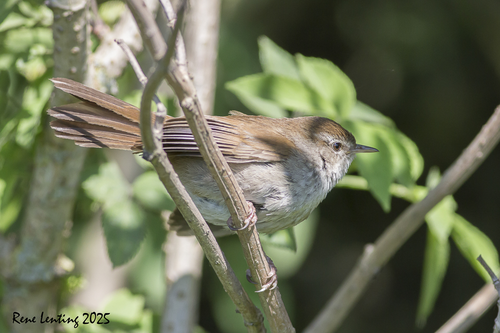 Cetti's Zanger