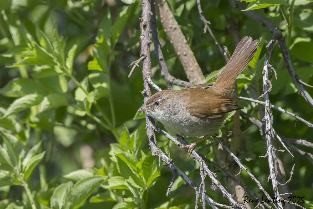 Cetti's Zanger
