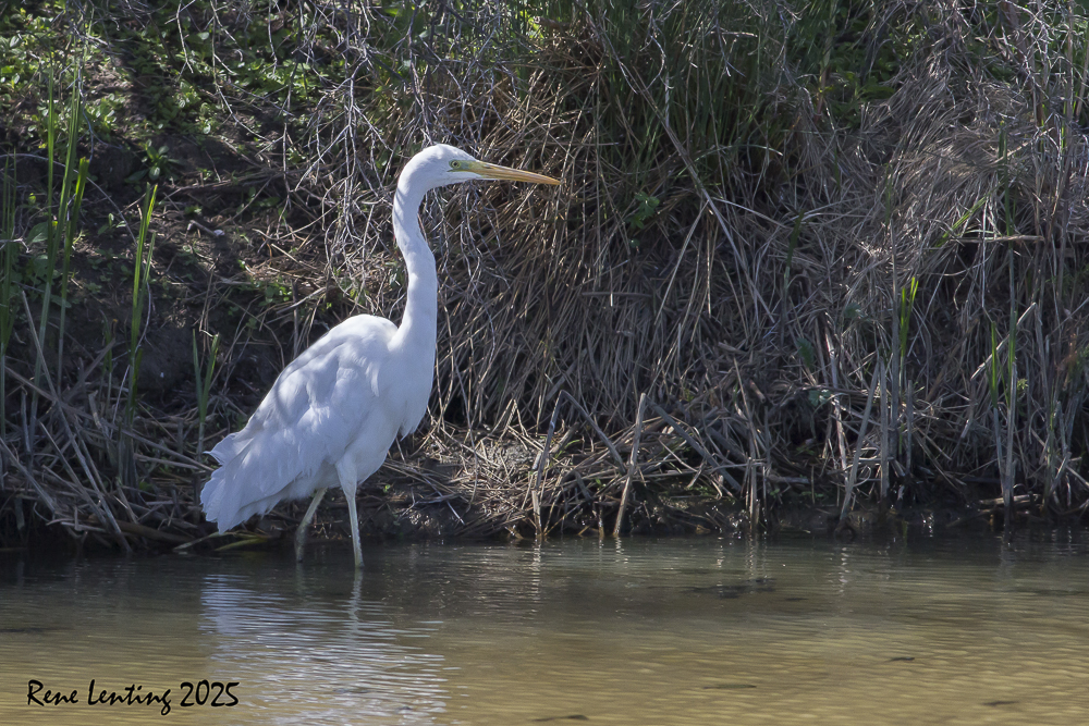 Grote Zilverreiger
