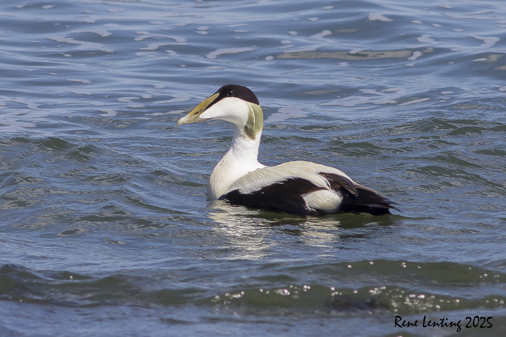 Eider