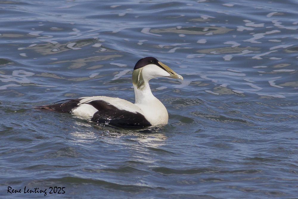 Eider